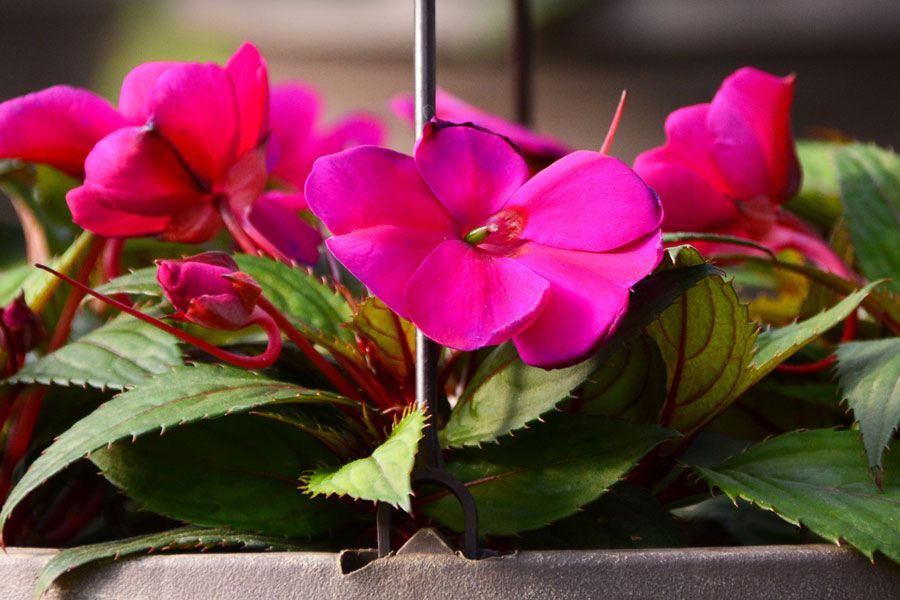 Tuesday Toolkit: 2026's Plants of the Year