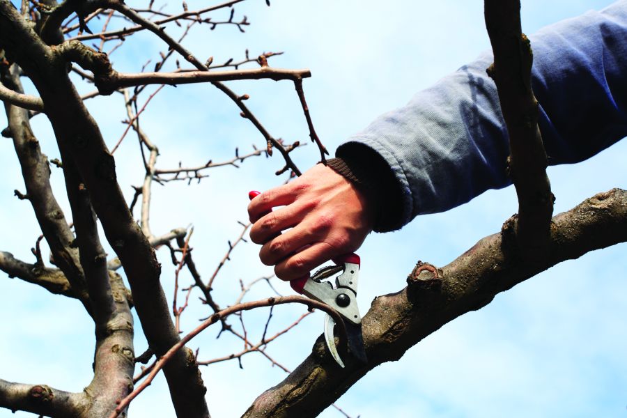 Pruning Season for Common Plants