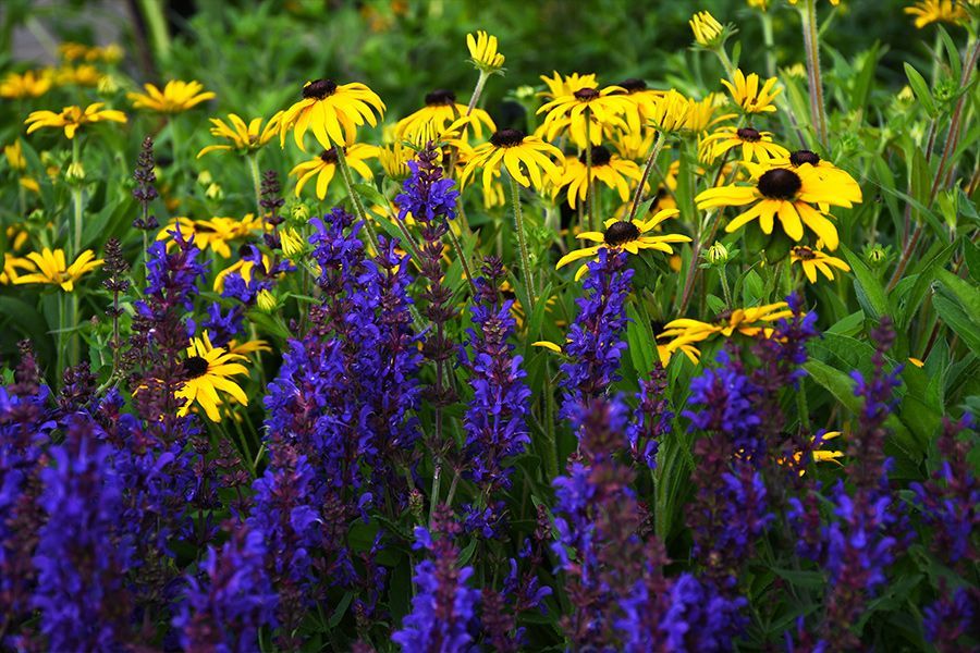 Tuesday Toolkit: September Perennials