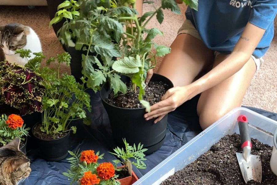 Tuesday Toolkit: Spring Cleaning (& Repotting)