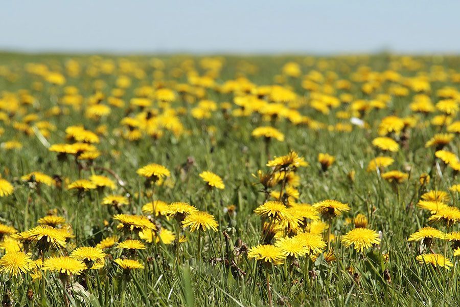 Spring Lawn Weed Killer Application