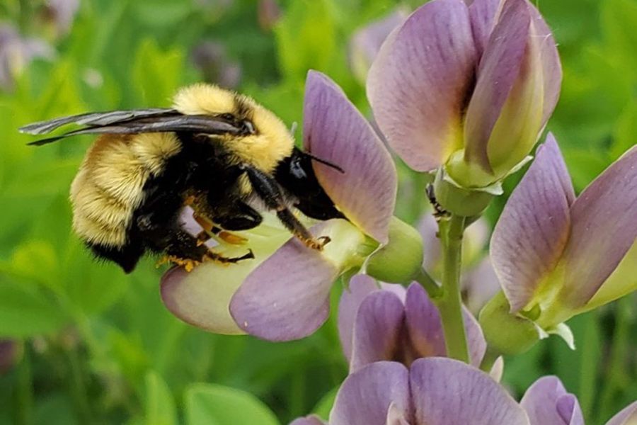 The Garden Scoop - Let's have... the Talk