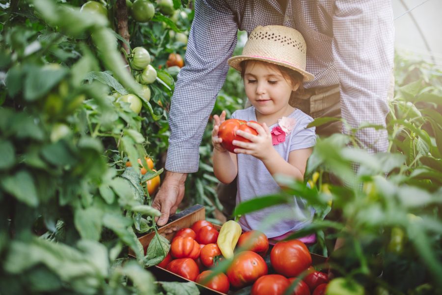 Growing Great Tomatoes