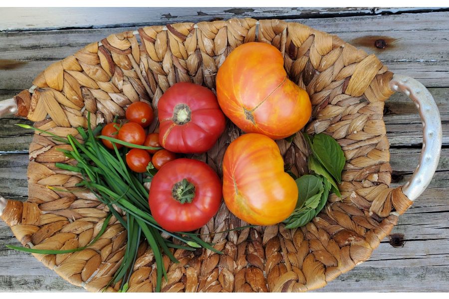 Top Ten Easy-to-Grow Vegetables