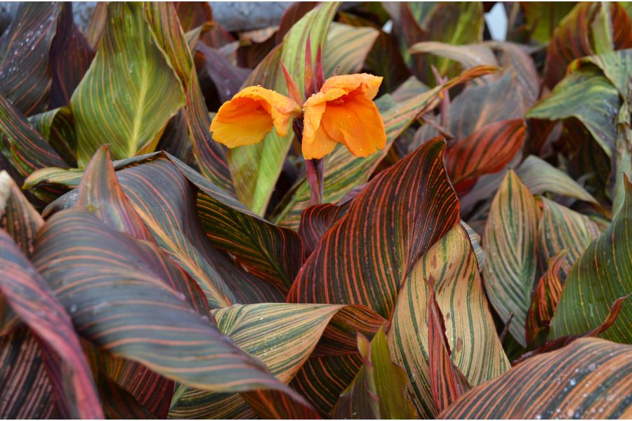 Overwintering your Tropical Plants