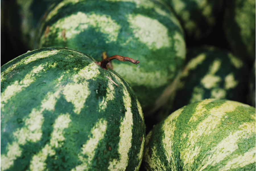 Watermelon Growing Basics