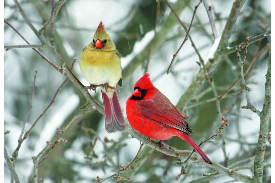 Winter Bird Feeding