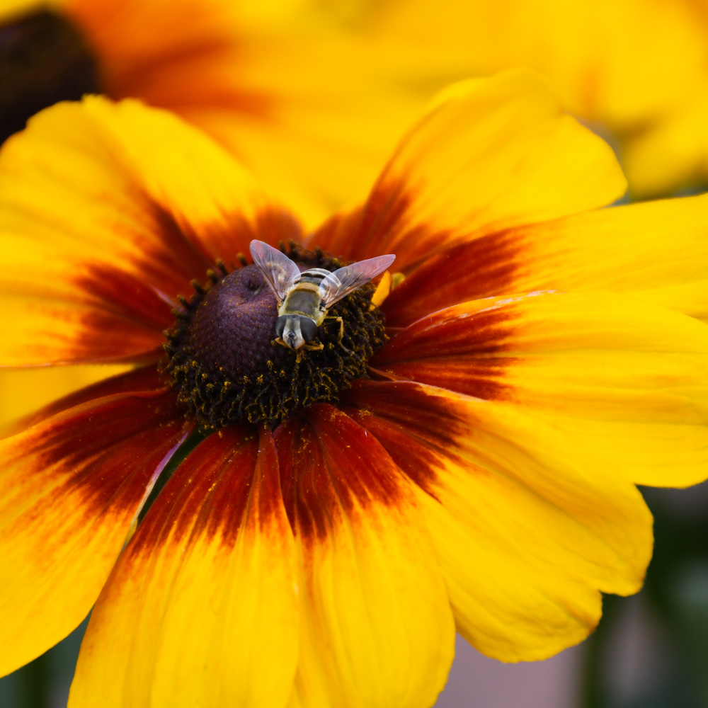 Annuals, Patio Planters, & Fresh Décor