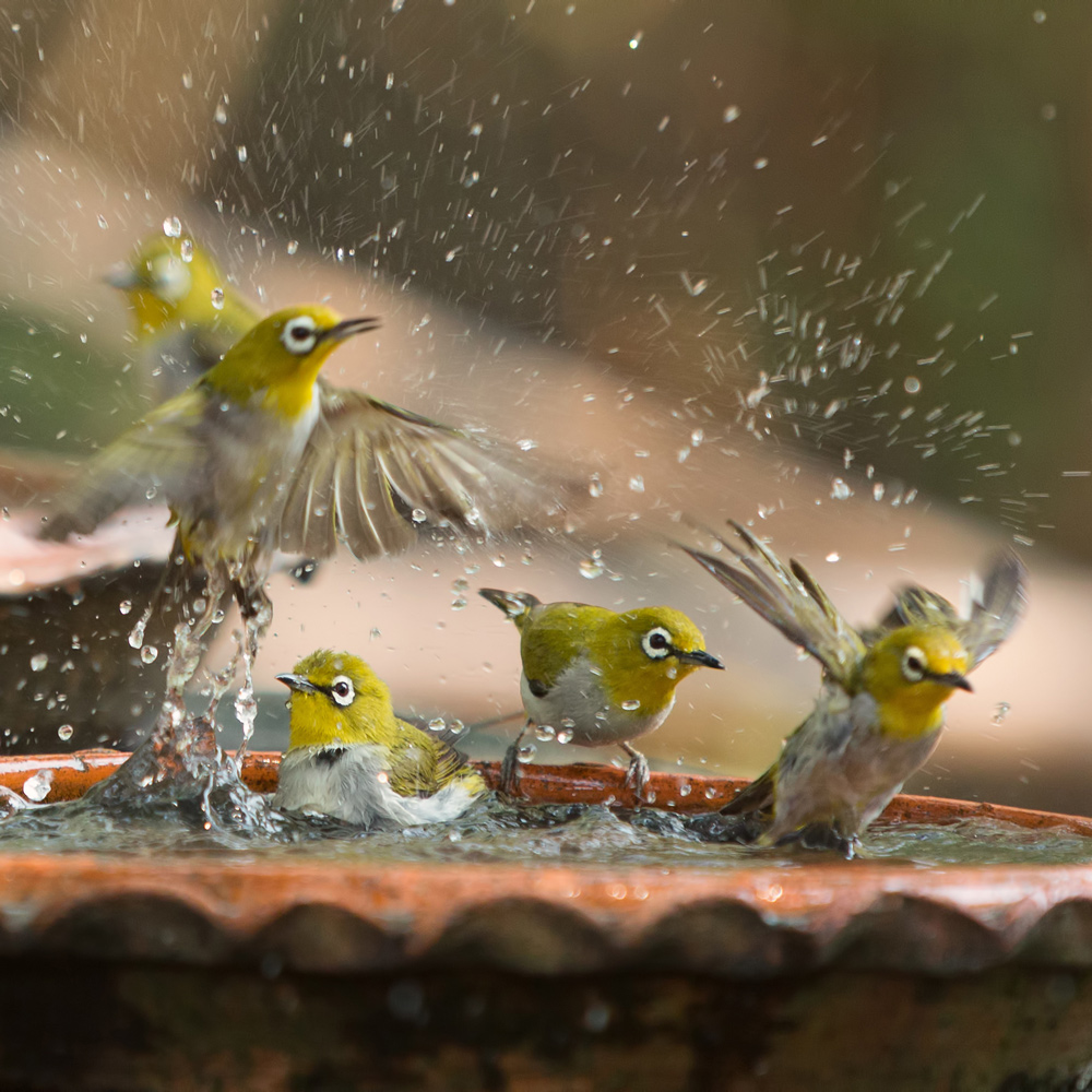 Bird Baths