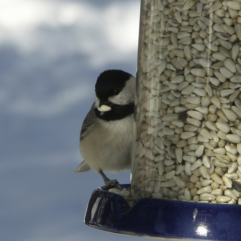 Bird Feeders