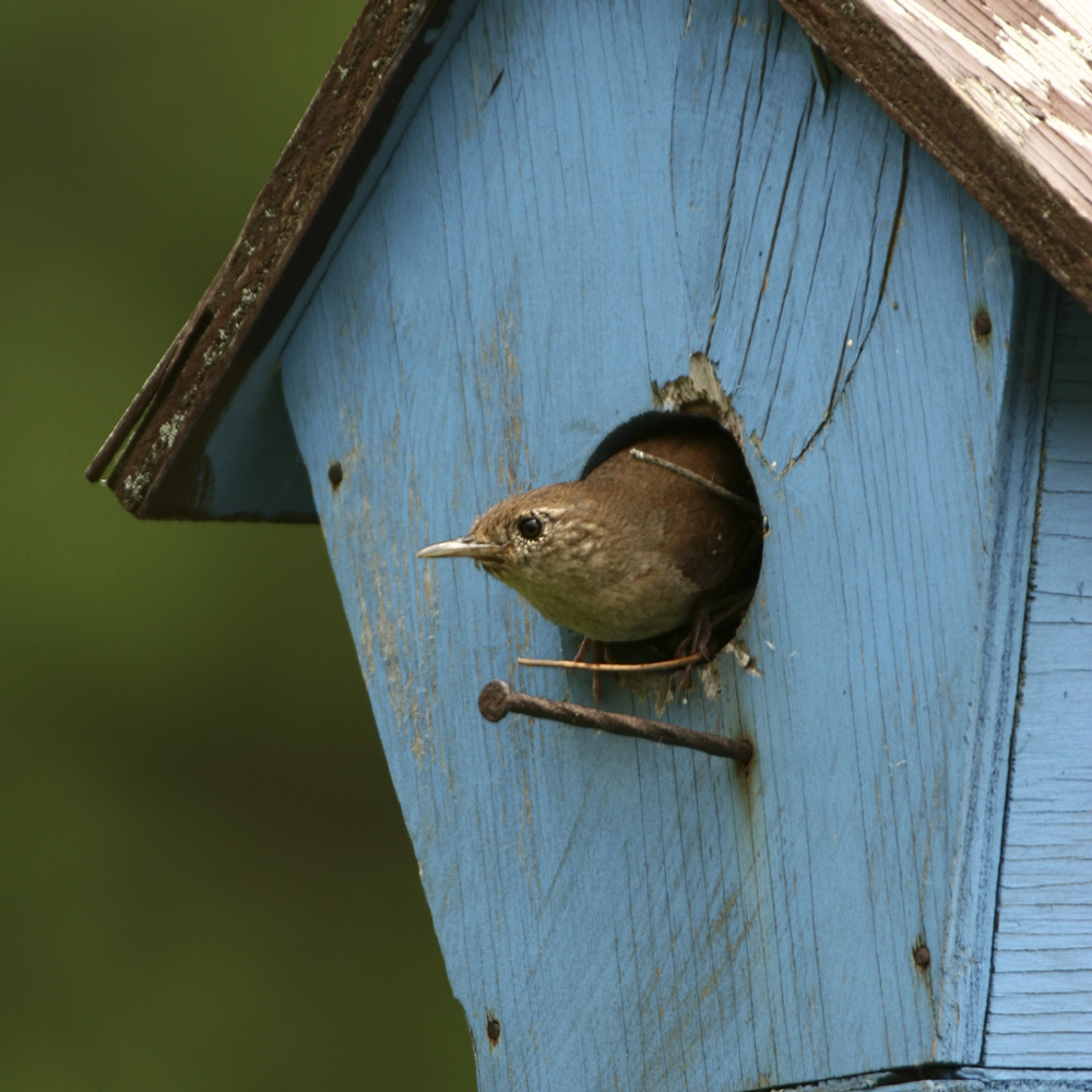 Bird Houses