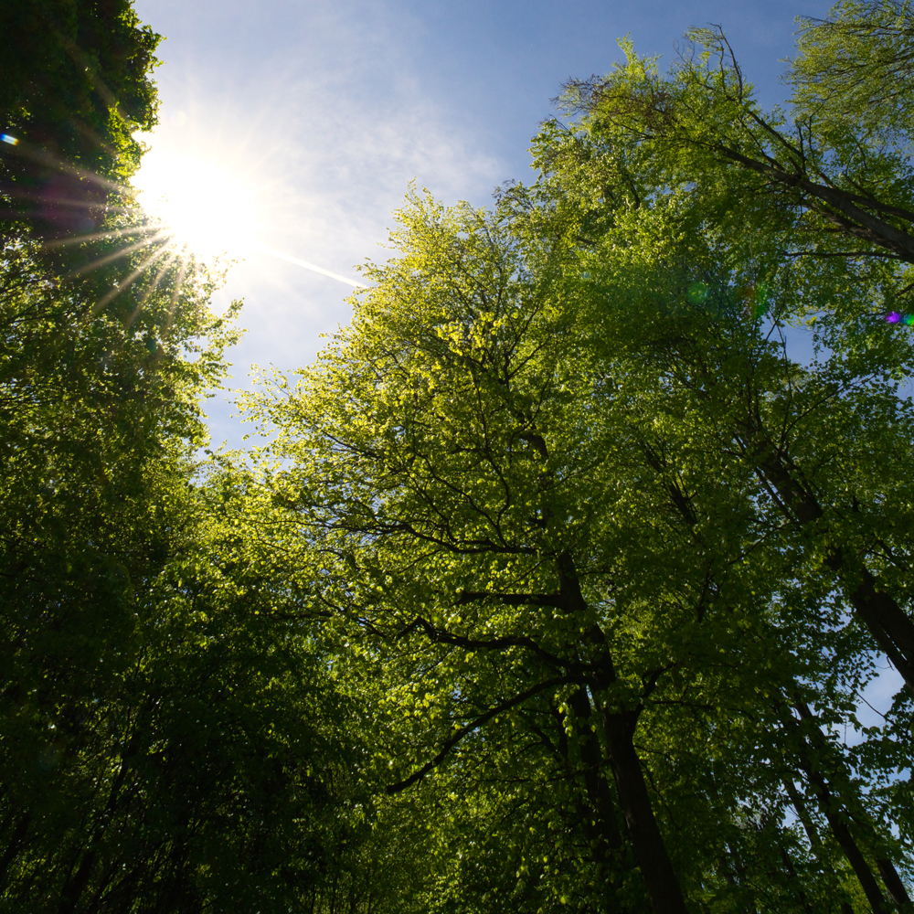 Browse All Trees
