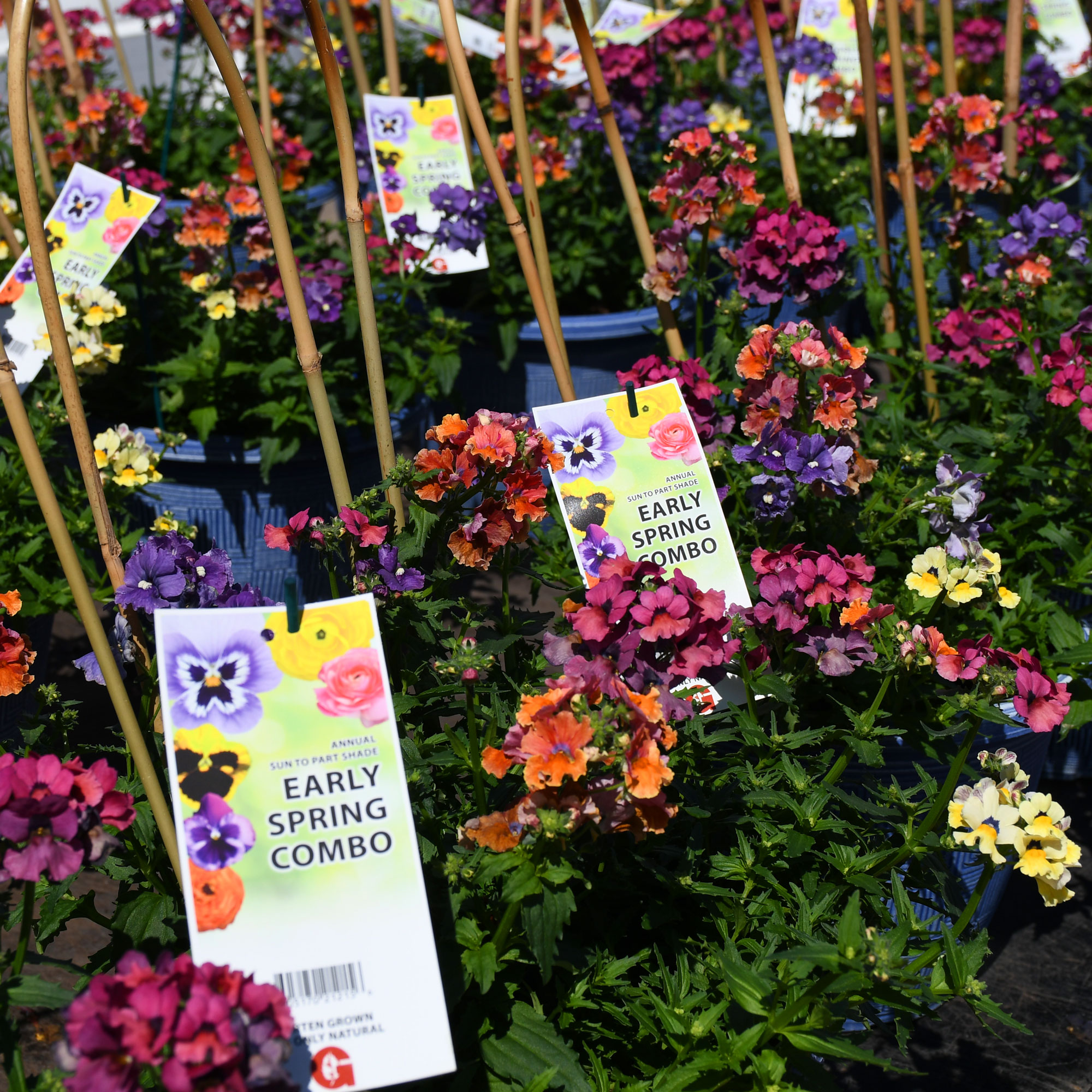 Annuals, Patio Planters, & Fresh Décor