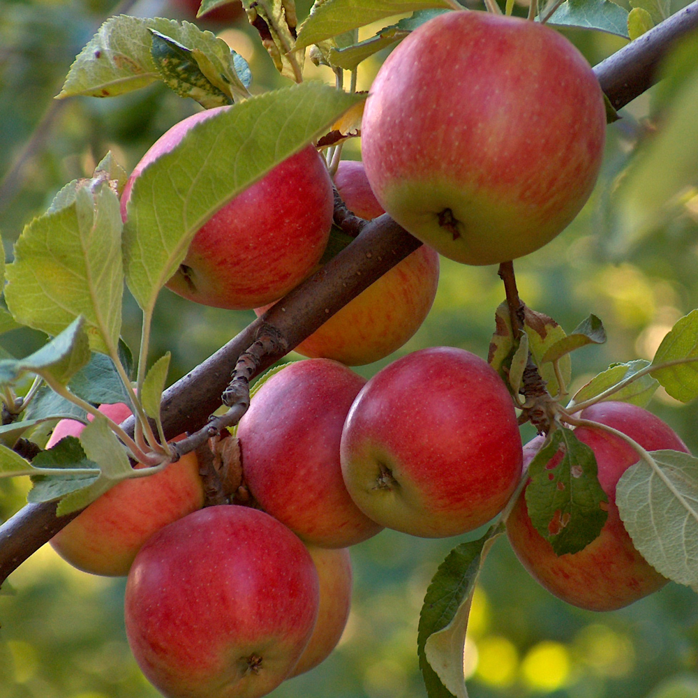 Fruit Trees, Shrubs, and Vines