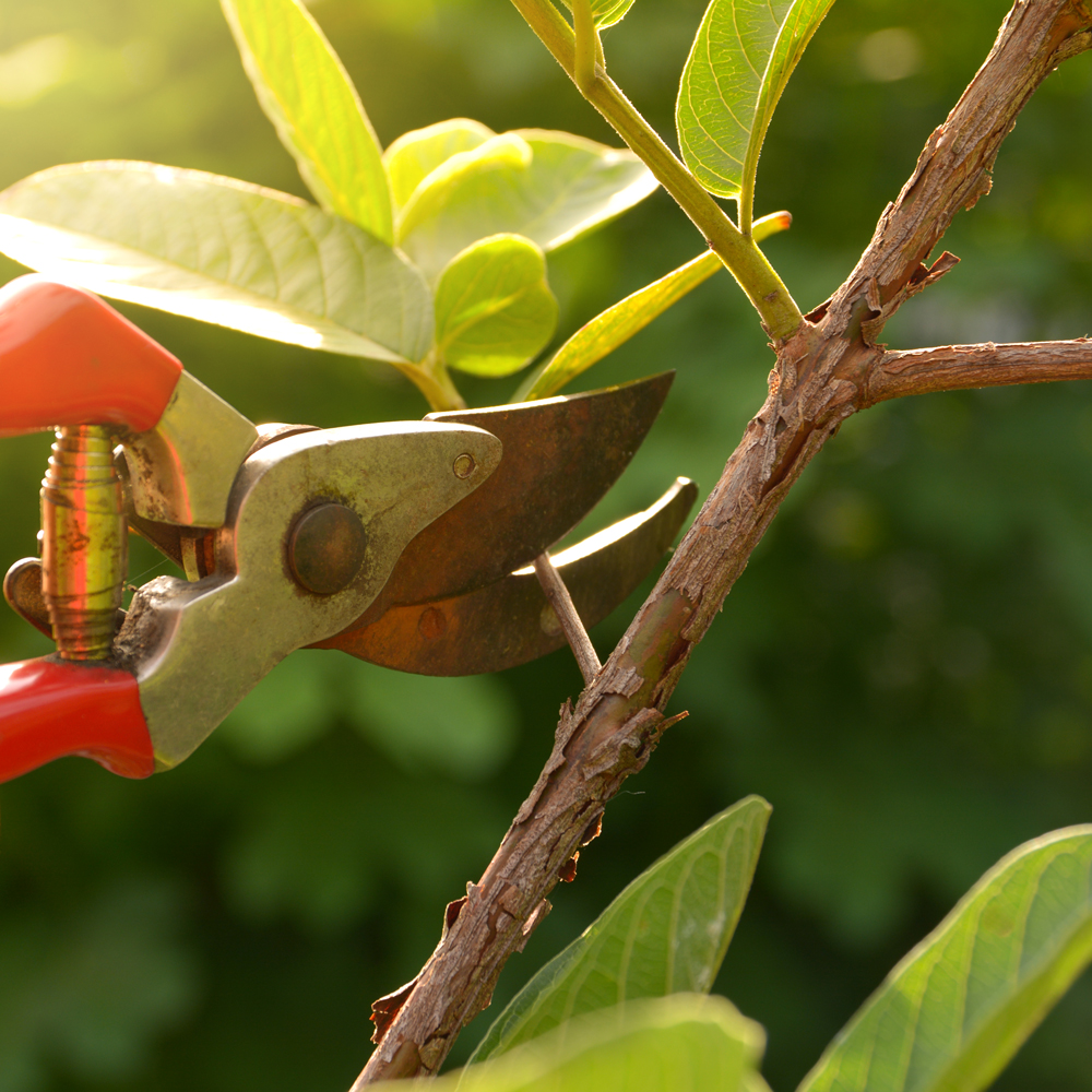 Gardening Tools