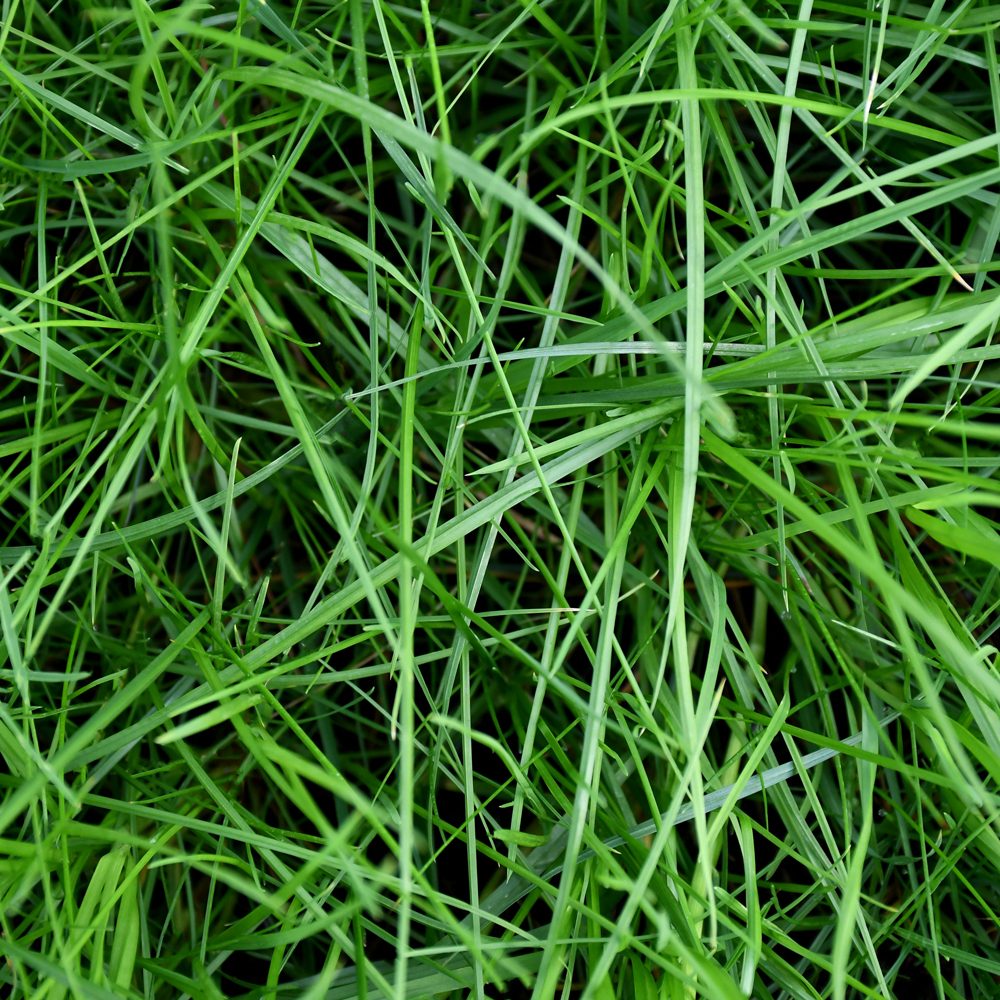 Grass Seed