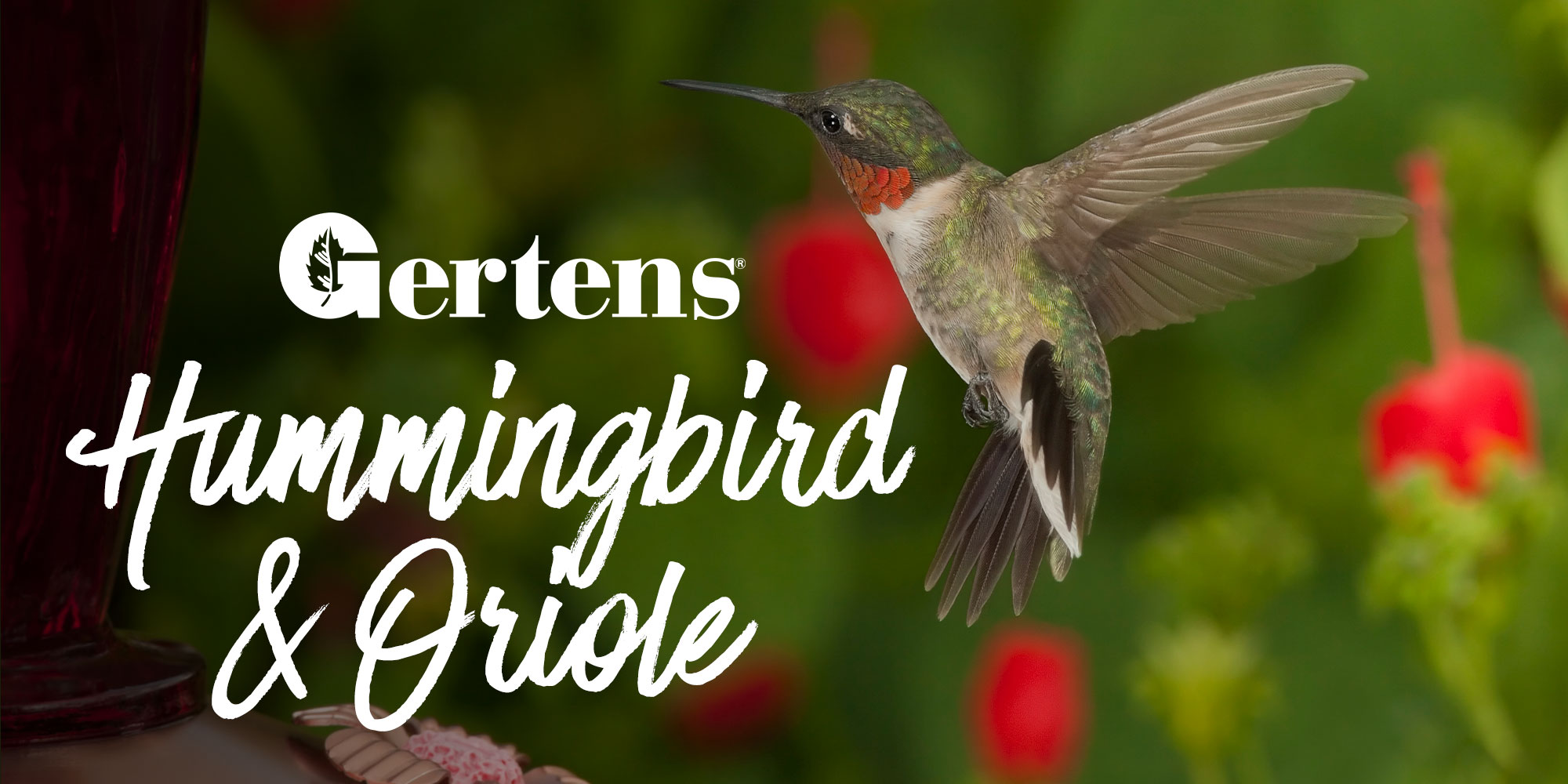 Hummingbird & Oriole 