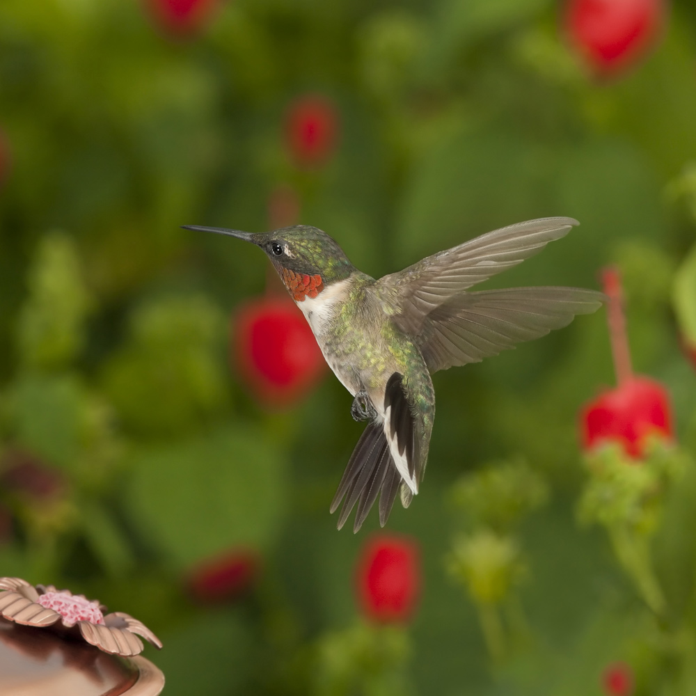 Hummingbird & Oriole 