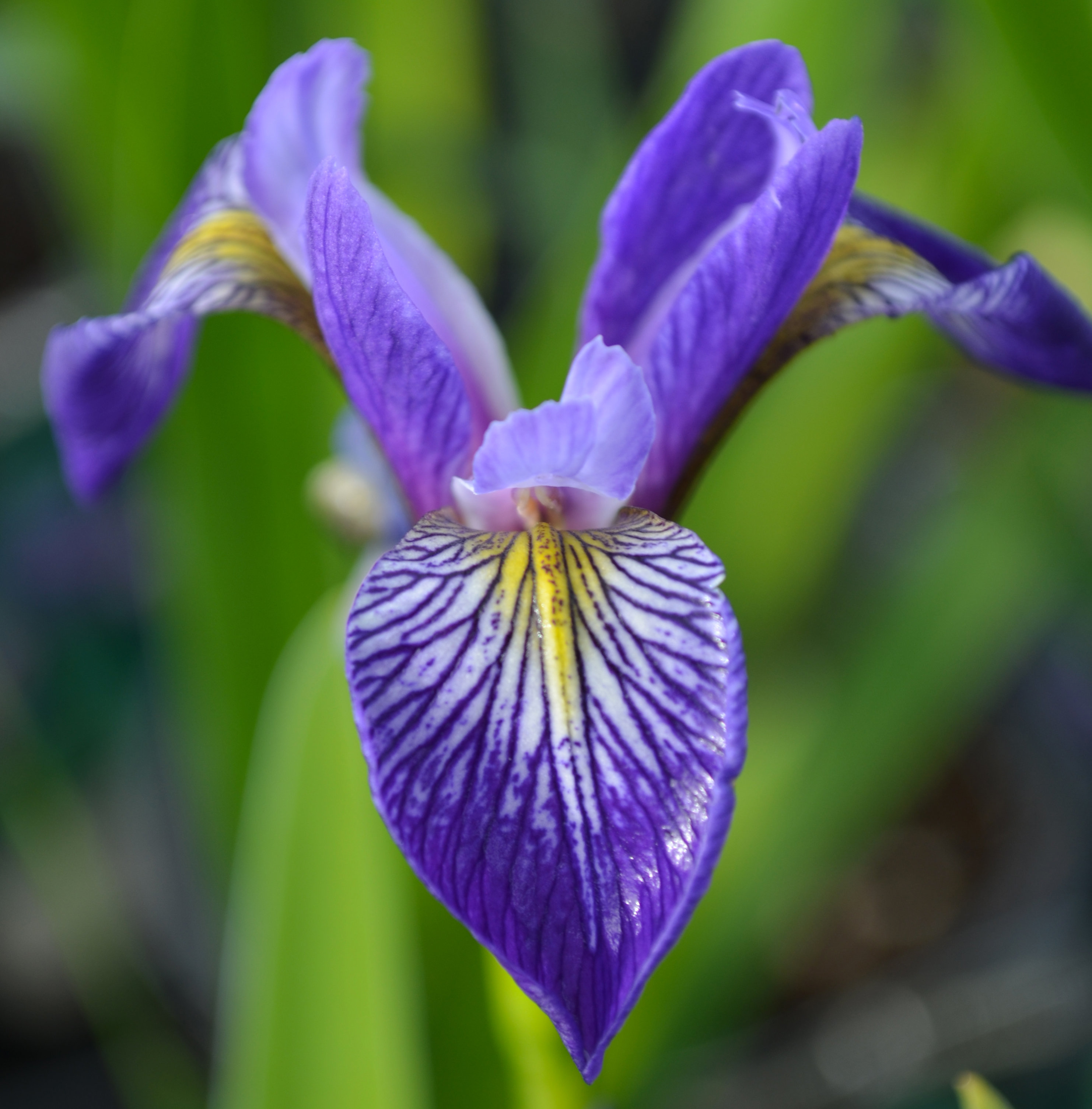 Minnesota Native Plants