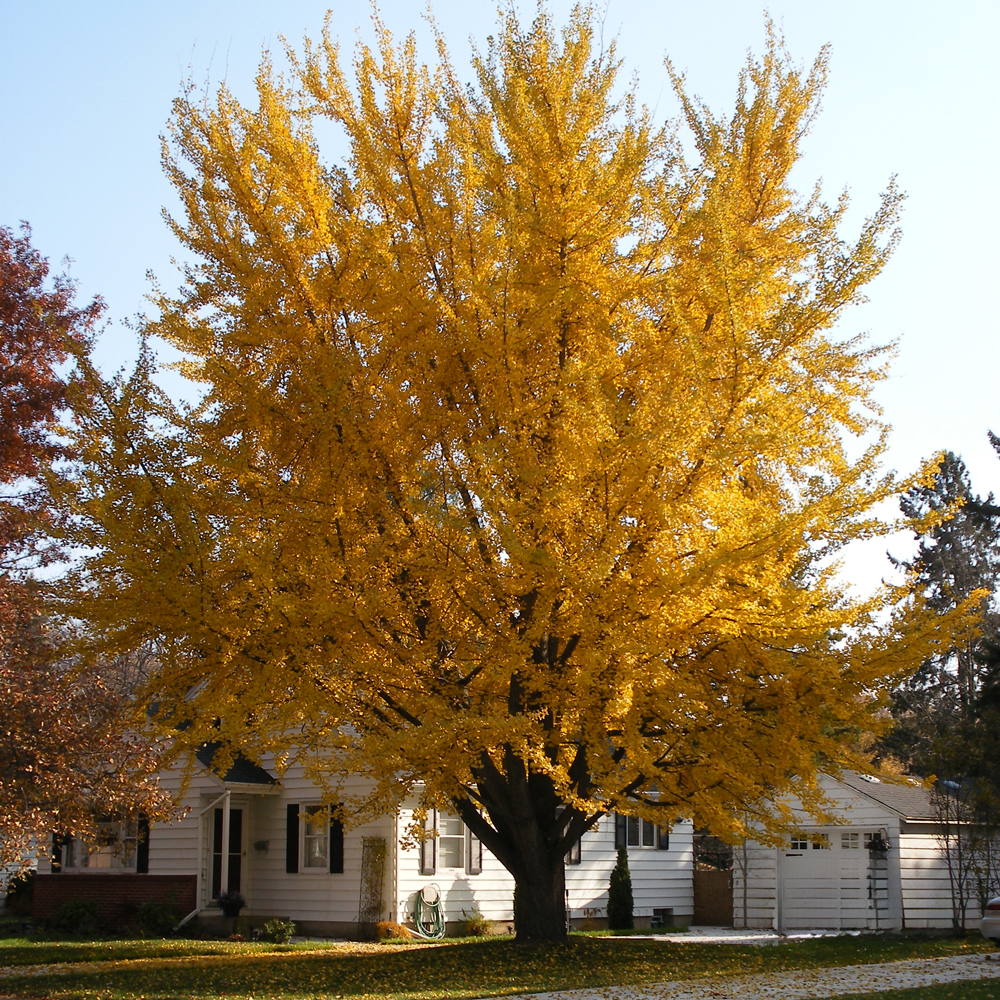 Large Trees