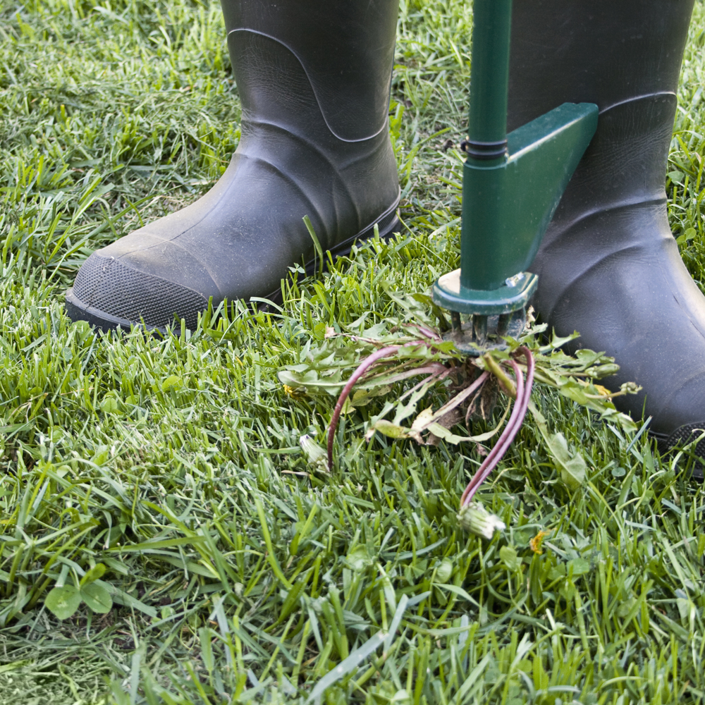 Lawn Care