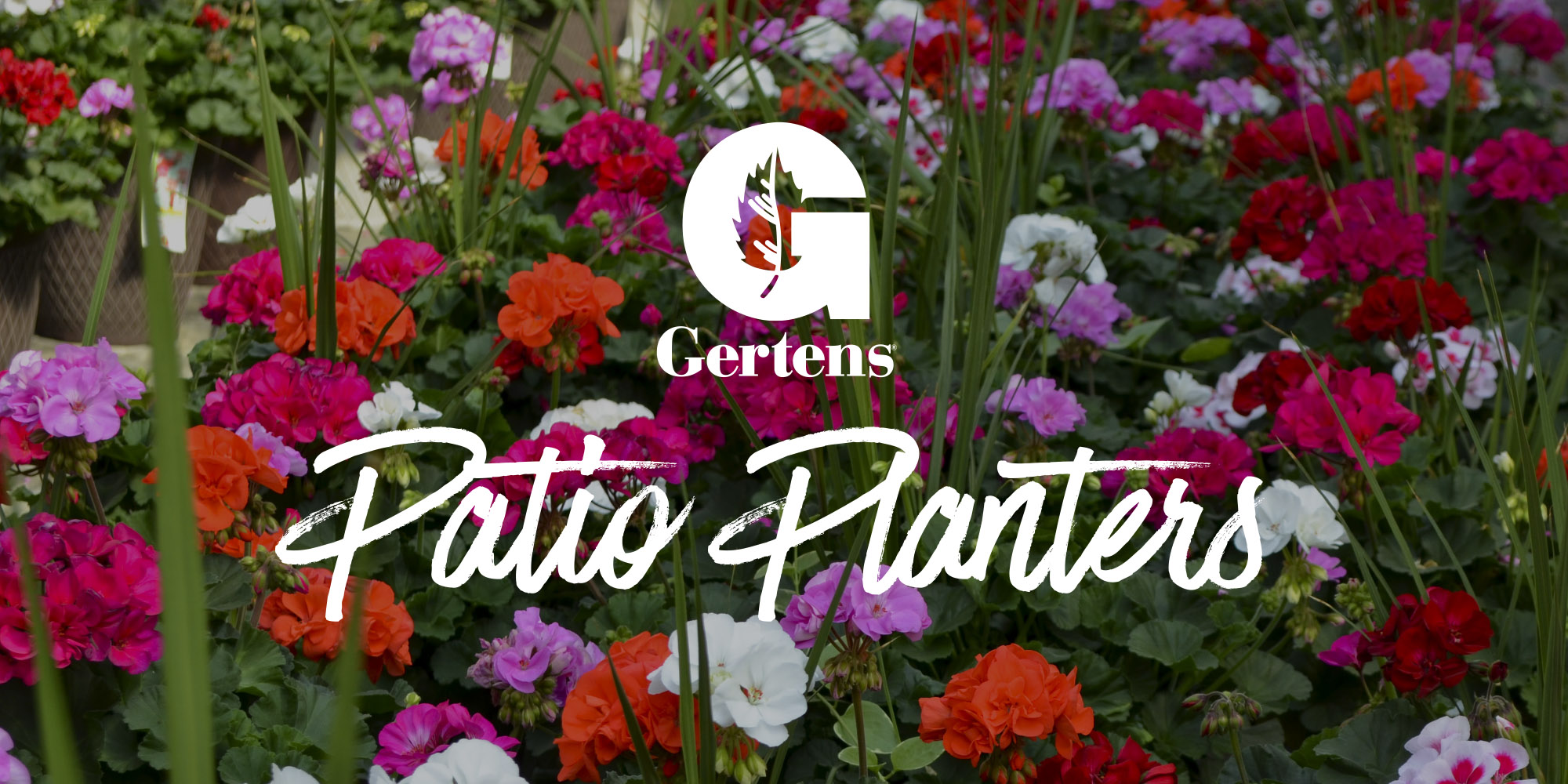 Patio Tubs Annuals Plants