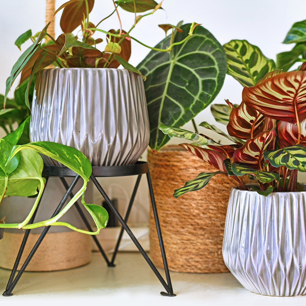 Plant Stands & Saucers