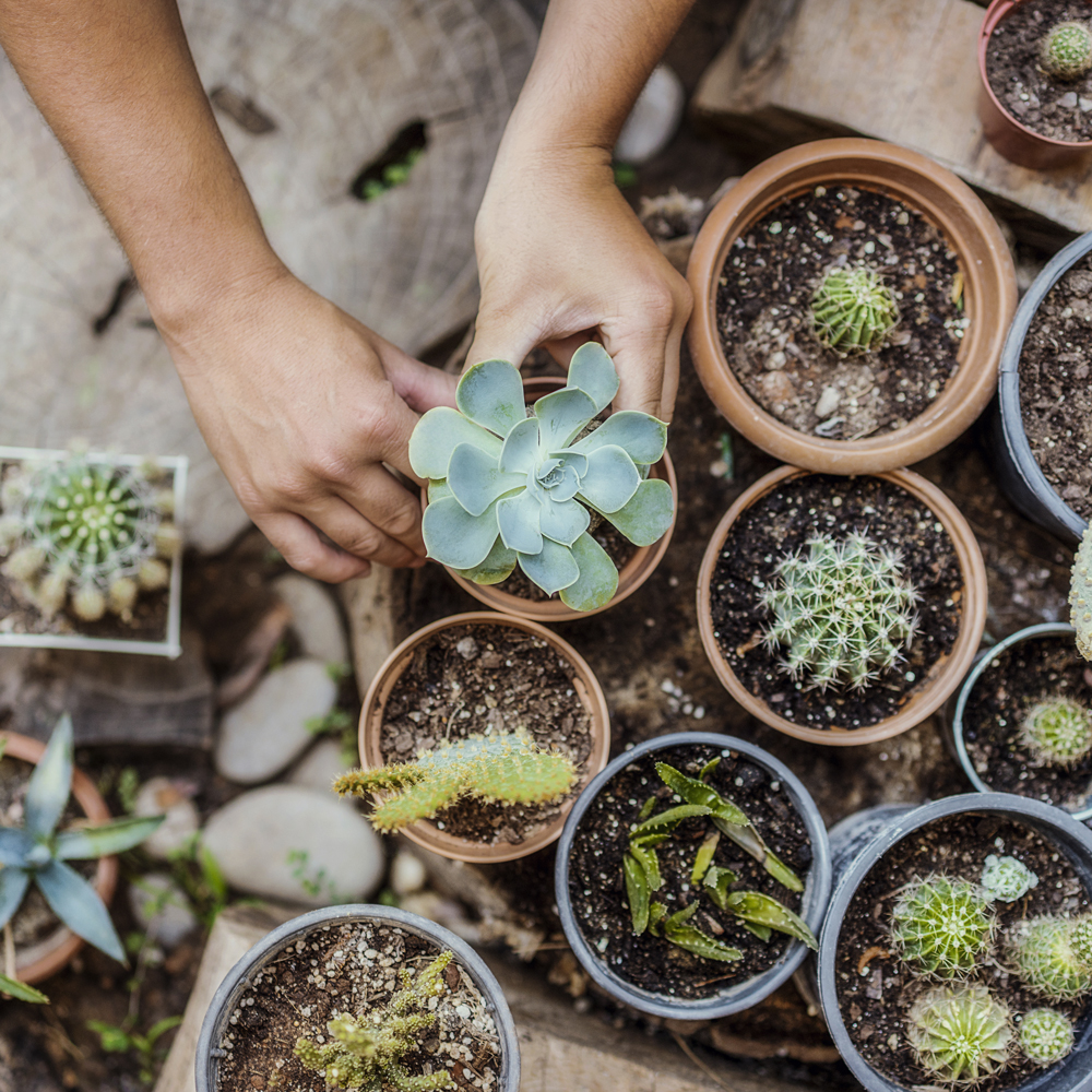 Potting Soils & Pebbles