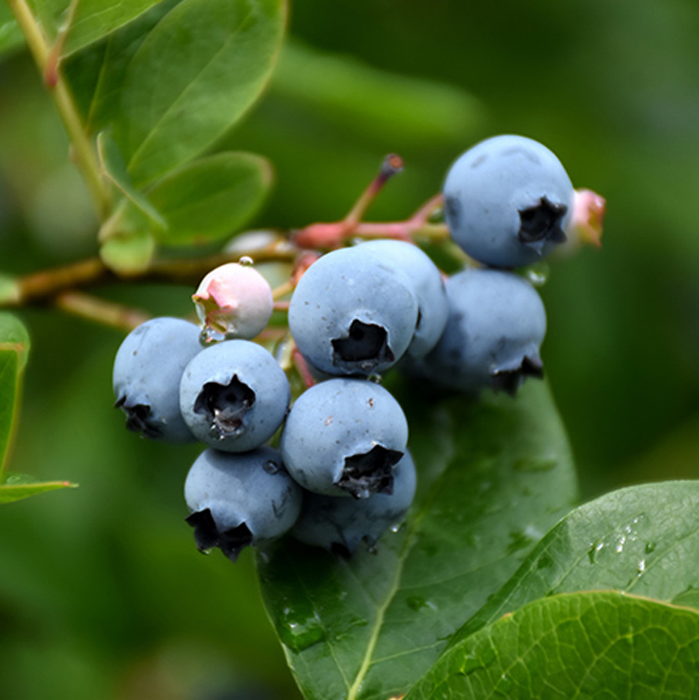 Small Fruit