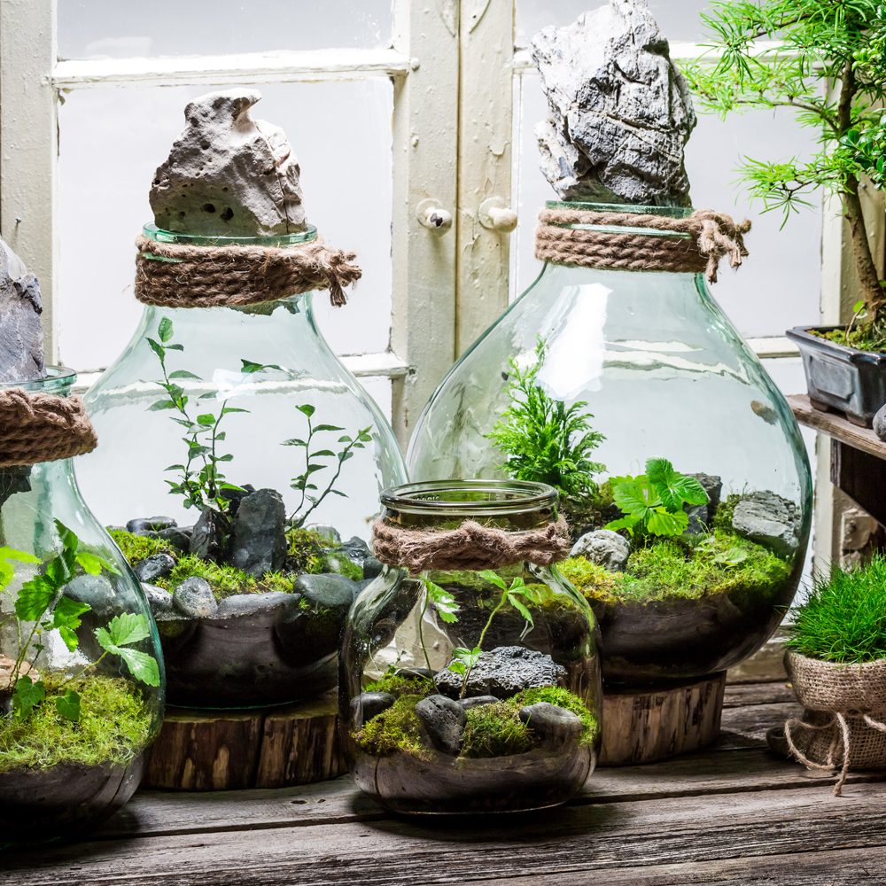 Terrarium Planters