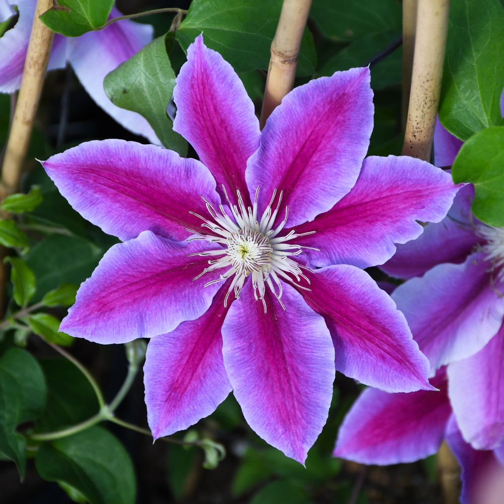 Climbing Vines & Clematis