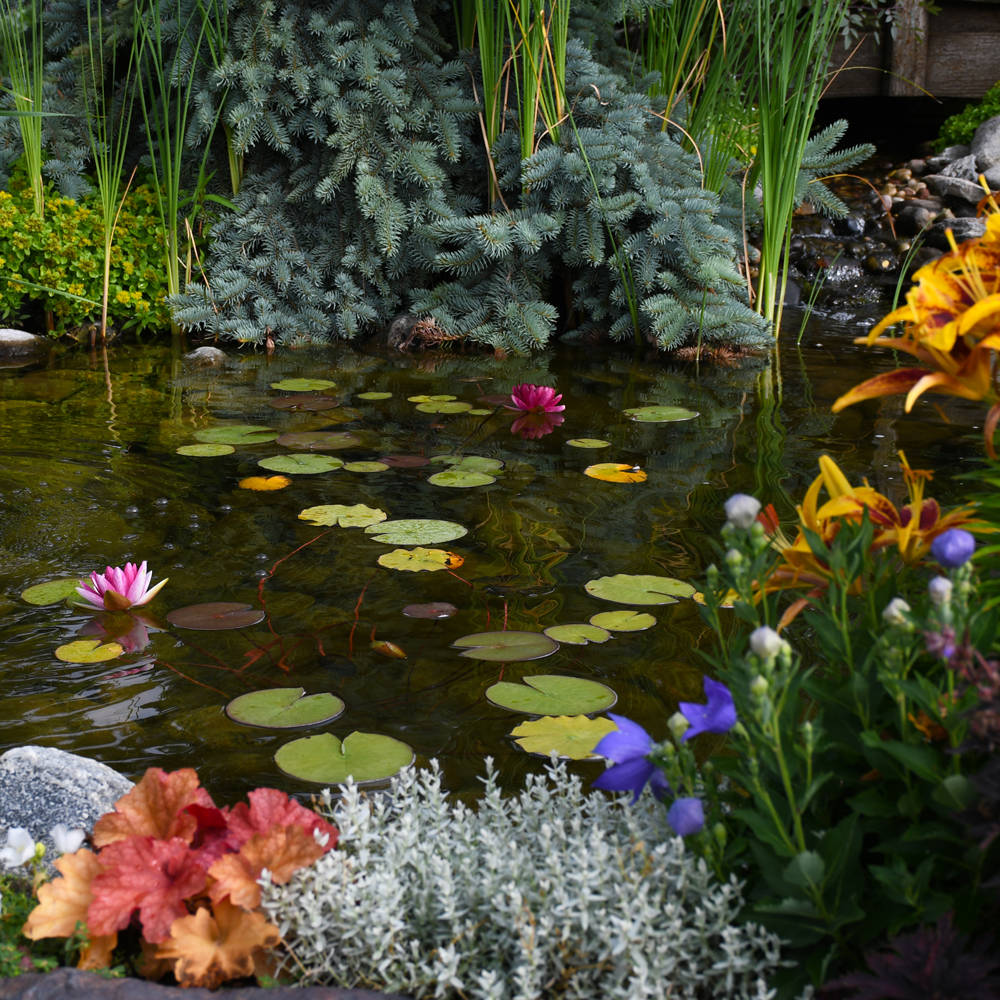 Water Gardening