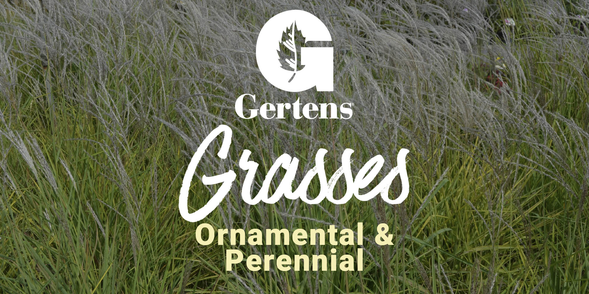 Growing Your Own Sweetgrass Complete Guide 101, Sweetgrass