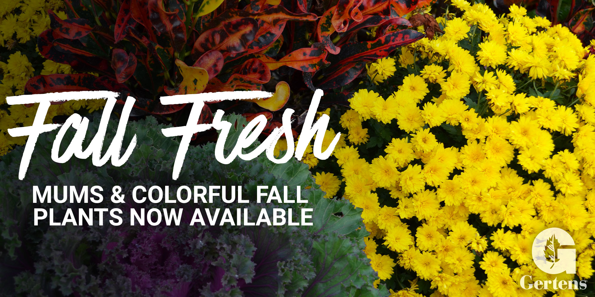 Fall Colors Annuals Plants