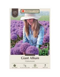 Allium, Giant Allium 'Globemaster'