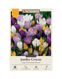 Crocus Assortment, Jumbo Crocus Mixture