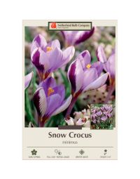 Crocus, Snow Crocus 'Minimus'