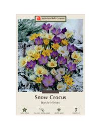 Crocus Assortment, Snow Crocus Mixture