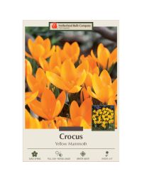 Crocus, Large Flowering Crocus 'Yellow Mammoth'