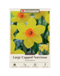 Narcissus, Large Cupped 'Brackenhurst'