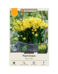 Narcissus, Cyclamineus 'Tête à Tête'