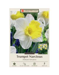 Narcissus, Daffodil Trumpet 'Holland Sensation'