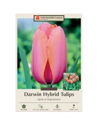 Tulipa, Darwin Hybrid Tulip 'Apricot Impression'