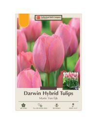 Tulipa, Darwin Hybrid Tulip 'Mystic Van Eijk'