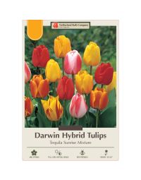Tulipa Assortment, Darwin Hybrid Tulip 'Tequila Sunrise' 