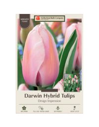 Tulipa, Darwin Hybrid Tulip 'Design Impression'