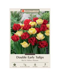 Tulipa Assortment, Early Double Tulip 'Red & Yellow' 
