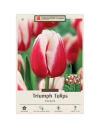 Tulipa, Triumph Tulip 'Markant'