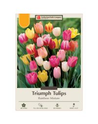 Tulipa Assortment, Triumph Tulip 'Rainbow'