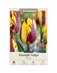 Tulipa, Triumph Tulip 'Helmar'